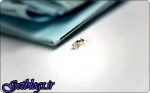 کوچک ترین سارق الماس دنیا